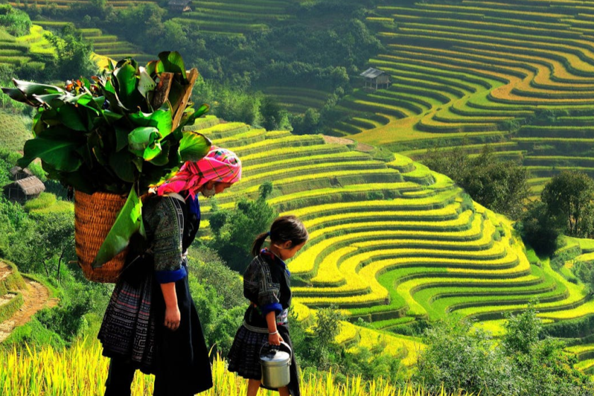 Sapa