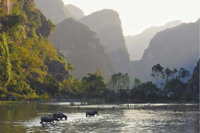 Buffle Vietnam