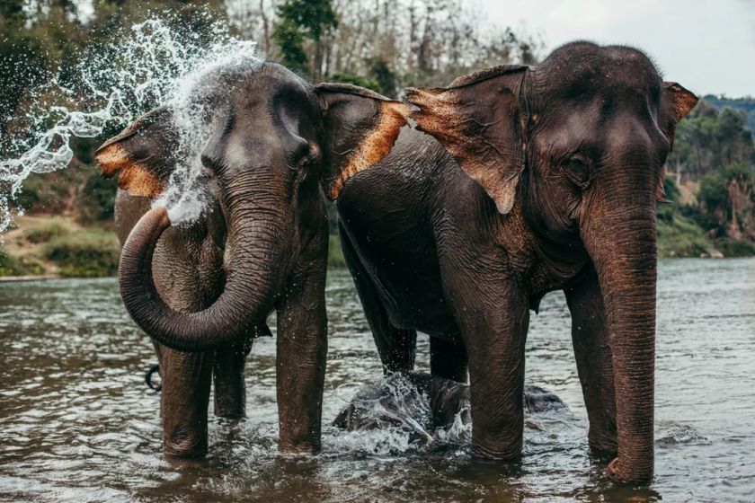 Éléphant à Luang Prabang, Laos