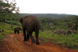 les éléphants